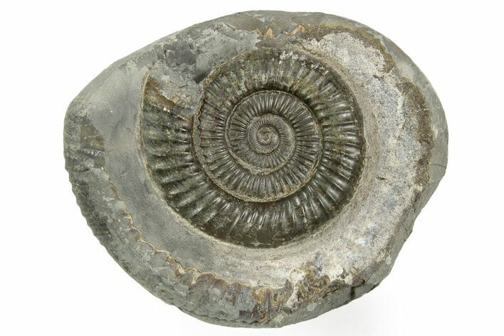 Jurassic Ammonite (Dactylioceras) Fossil - England #362513
